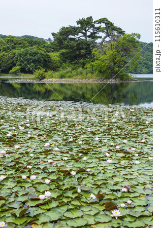 スイレンの花咲く春の池の風景 鳥取県 多鯰ヶ池 スイレンの花咲く春の池の風景 鳥取県 多鯰ヶ池 115610311