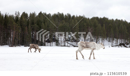 Reindeer crossing a frozen lake, farming in Finland 115610539