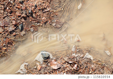 Brown puddle on the forest floor in Finland Brown puddle on the forest floor in Finland 115610554