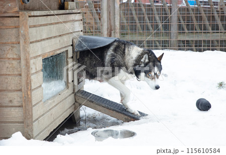 Husky dog in a wooden kennel in the snow, Lapland, Finland 115610584