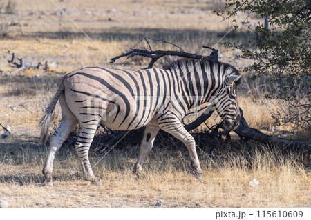 Zebras in Etosha Zebras in Etosha 115610609