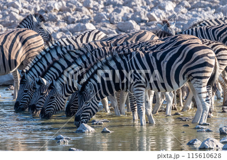Zebras in Etosha Zebras in Etosha 115610628