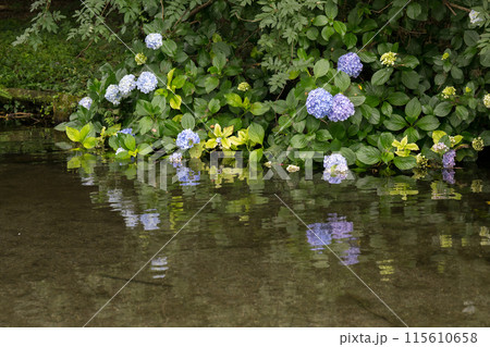 梅雨の晴れ間に輝く紫陽花 梅雨の晴れ間に輝く紫陽花 115610658