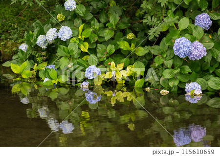 梅雨の晴れ間に輝く紫陽花 梅雨の晴れ間に輝く紫陽花 115610659