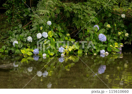 梅雨の晴れ間に輝く紫陽花 115610660
