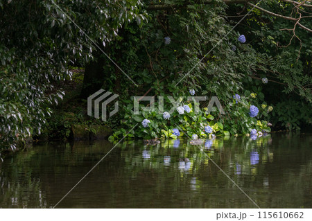 梅雨の晴れ間に輝く紫陽花 梅雨の晴れ間に輝く紫陽花 115610662