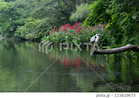 梅雨の晴れ間に輝く紫陽花 115610673