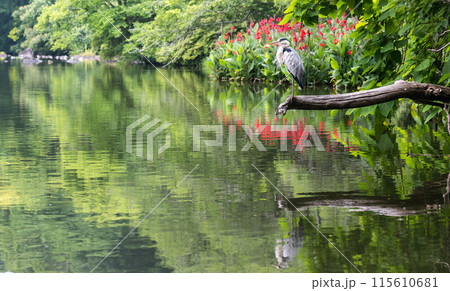梅雨の晴れ間に輝く紫陽花 115610681