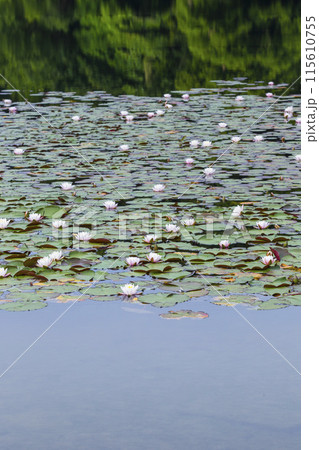 スイレンの花咲く春の池の風景 鳥取県 多鯰ヶ池 115610755