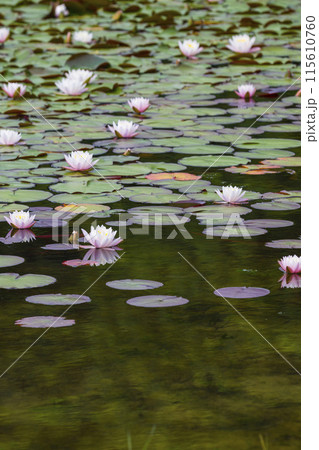 スイレンの花咲く春の池の風景 鳥取県 多鯰ヶ池 115610760