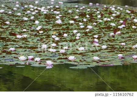スイレンの花咲く春の池の風景 鳥取県 多鯰ヶ池 115610762