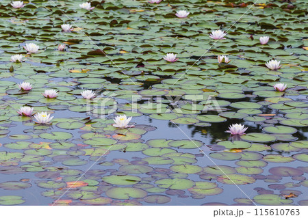 スイレンの花咲く春の池の風景 鳥取県 多鯰ヶ池 115610763