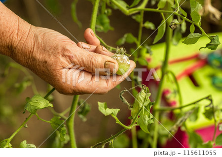 sick and rotten tomato, hand holding a tomato, harvest in a warm vegetable garden, moldy vegetable, green tomatoe sick and rotten tomato, hand holding a tomato, harvest in a warm vegetable garden, moldy vegetable, green tomatoe 115611055