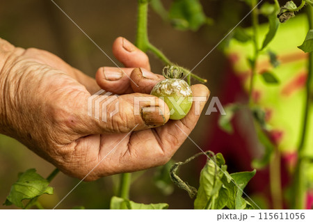 sick and rotten tomato, hand holding a tomato, harvest in a warm vegetable garden, moldy vegetable, green tomatoe sick and rotten tomato, hand holding a tomato, harvest in a warm vegetable garden, moldy vegetable, green tomatoe 115611056