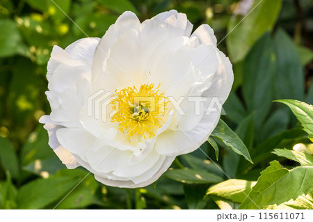 PEONY MISS AMERICA. Beautiful white peonies in the garden. PEONY MISS AMERICA. Beautiful white peonies in the garden. 115611071