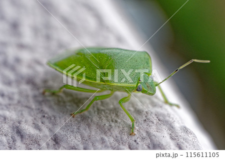 ツヤアオカメムシ 115611105