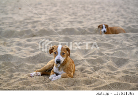 Young stray dogs on the coastal sand in Fujairah, United Arab Emirates 115611368