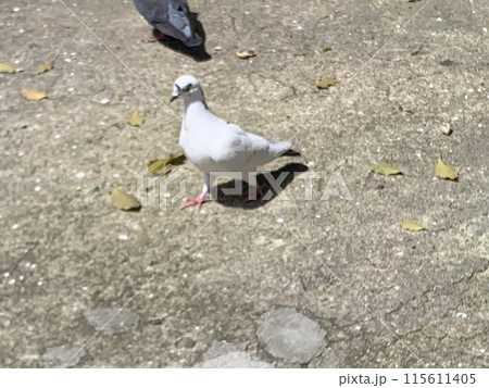 神社にいる白い鳩 神社にいる白い鳩 115611405