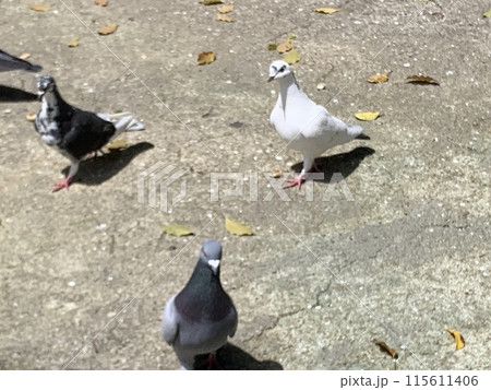 神社にいる白い鳩 神社にいる白い鳩 115611406