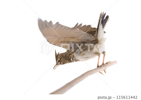 Flying Lark isolated on white background Flying Lark isolated on white background 115611442