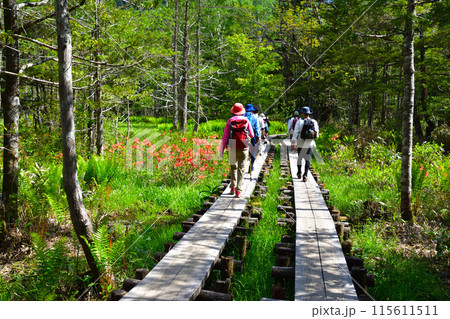 春　上高地　遊歩道 115611511