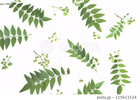 フレッシュな山椒の葉、白背景素材 115611524
