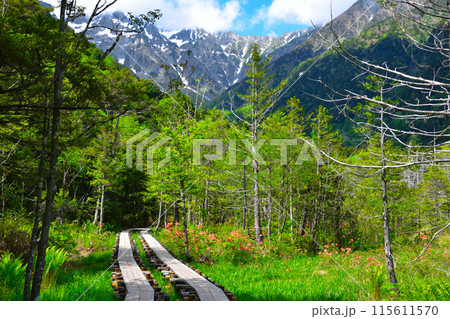 春　上高地　遊歩道 115611570