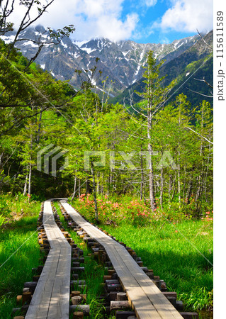 春　上高地　遊歩道 115611589
