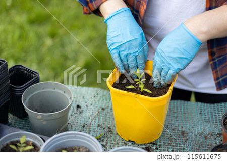 Young green seedlings of tomato in a special plastic form on nature background, happy 30s woman gardener transplanting seedlings outdoors. Growing organic food near home Young green seedlings of tomato in a special plastic form on nature background, happy 30s woman gardener transplanting seedlings outdoors. Growing organic food near home 115611675