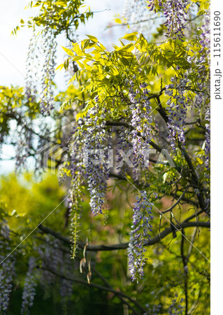 Selective focus of purple flowers Wisteria sinensis or Blue rain. Flowering Japanese Wisteria tree in garden. Beautiful outdoor floral background Selective focus of purple flowers Wisteria sinensis or Blue rain. Flowering Japanese Wisteria tree in garden. Beautiful outdoor floral background 115611690