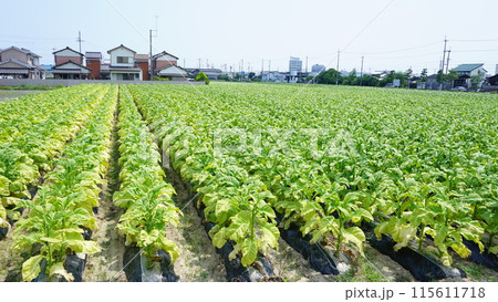 煙草畑 115611718