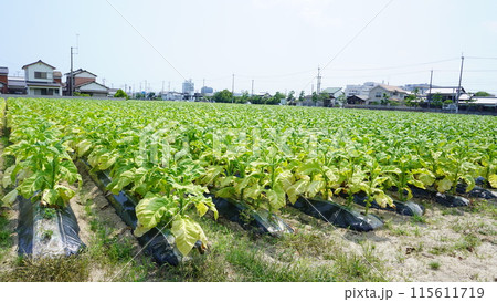 煙草畑 煙草畑 115611719