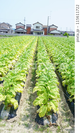 煙草畑 115611722