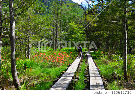 春　上高地　遊歩道 115611736