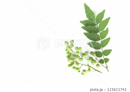 山椒の葉と実 115611741