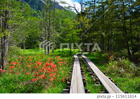 春　上高地　遊歩道 115611814