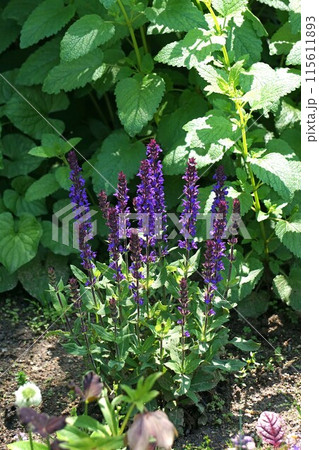 サルビア・ネモローサ 115611893