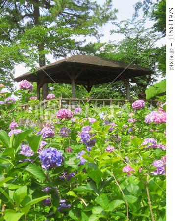多摩川台公園のあじさいと東屋 多摩川台公園のあじさいと東屋 115611979