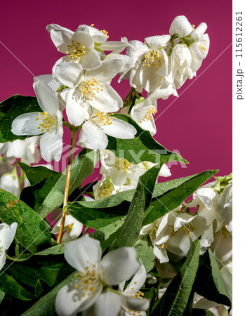 Blooming white jasmine flower on a red background Blooming white jasmine flower on a red background 115612261