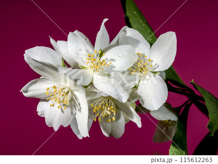 Blooming white jasmine flower on a red background Blooming white jasmine flower on a red background 115612263