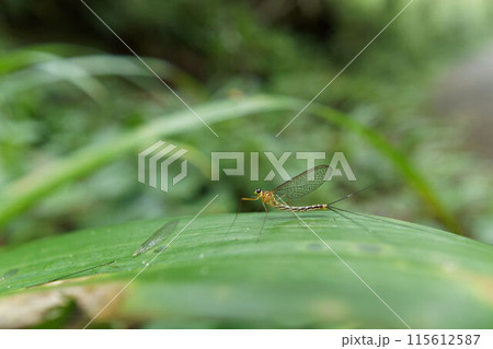 ガガンボカゲロウ 115612587