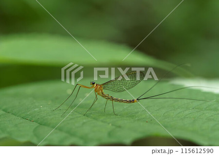 ガガンボカゲロウ ガガンボカゲロウ 115612590
