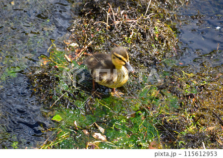 マガモ 雛 マガモ 雛 115612953