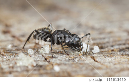 big forest ants in a native habitat big forest ants in a native habitat 115613430