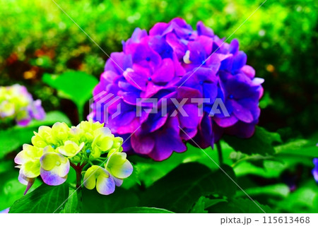 近隣に咲く紫陽花 115613468