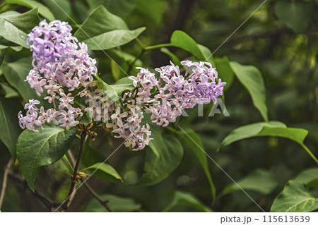 Lilac flowers on the branches of a lilac bush 115613639