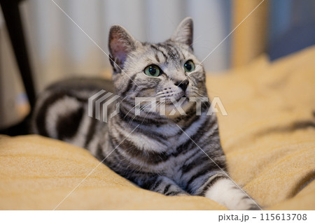 クッションでくつろぐ猫 115613708