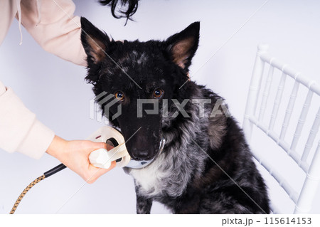 Mudi dog with electric iron on a white background. The dog poses while doing housework. Mudi dog with electric iron on a white background. The dog poses while doing housework. 115614153