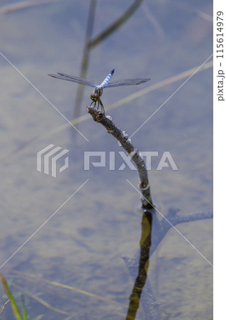 池の近くに生息している綺麗な水色のトンボ シオヤトンボ 池の近くに生息している綺麗な水色のトンボ シオヤトンボ 115614979
