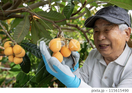琵琶の収穫をする果樹農家の男性、日本の農家 115615490